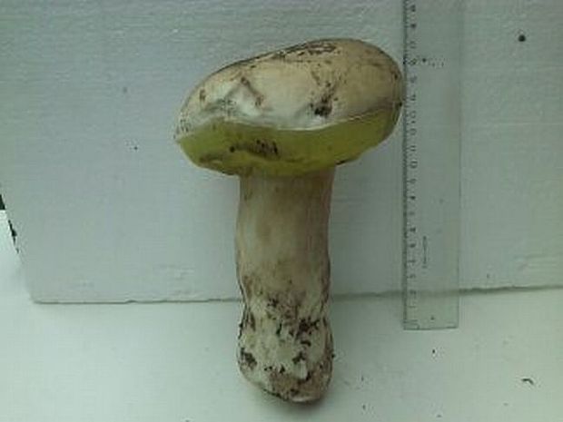 hríb smrekový Boletus edulis Bull.