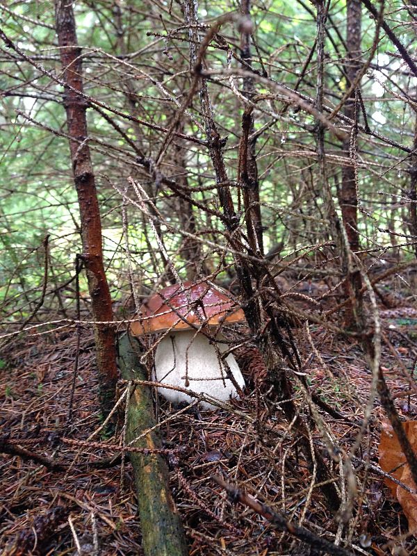 hríb smrekový Boletus edulis Bull.