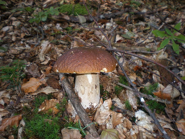 hríb smrekový Boletus edulis Bull.