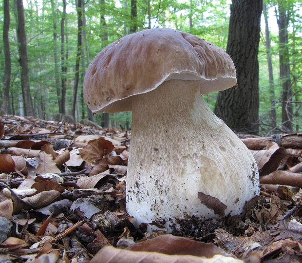 hríb smrekový Boletus edulis Bull.