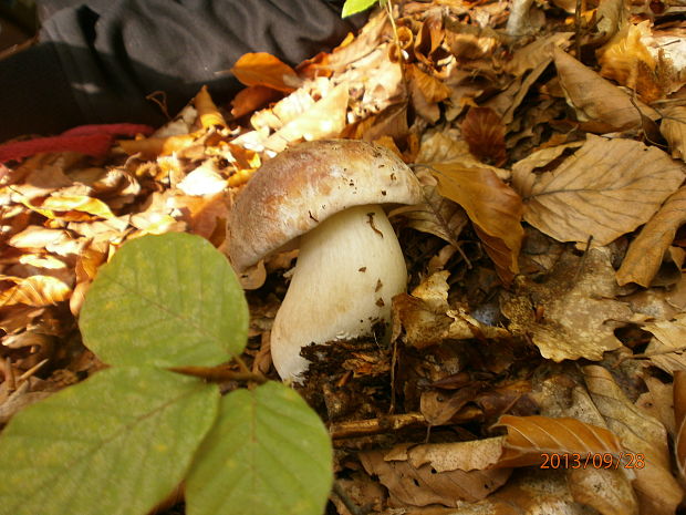 hríb sosnový Boletus pinophilus Pil. et Dermek in Pil.