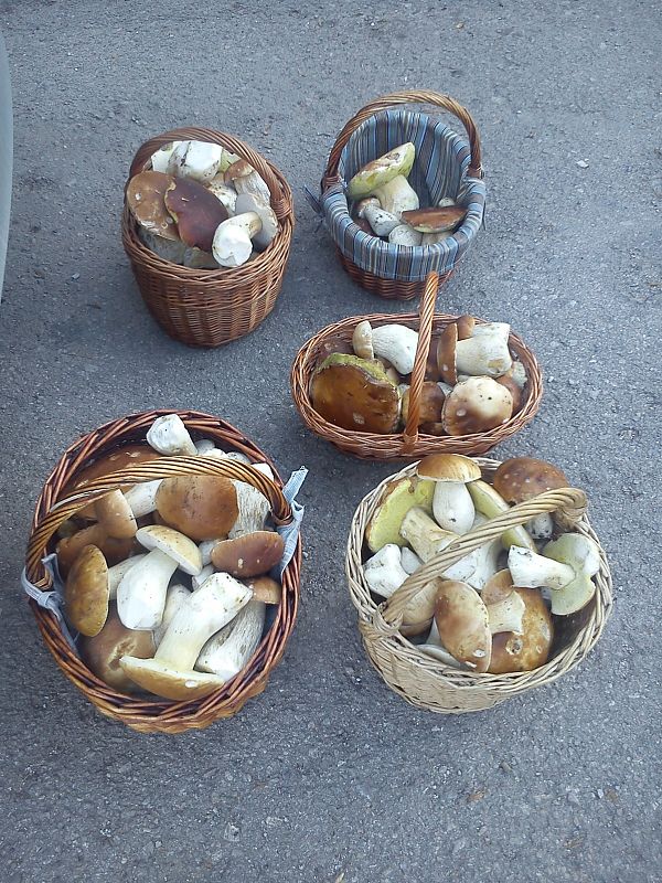 hríb dubový Boletus reticulatus Schaeff.