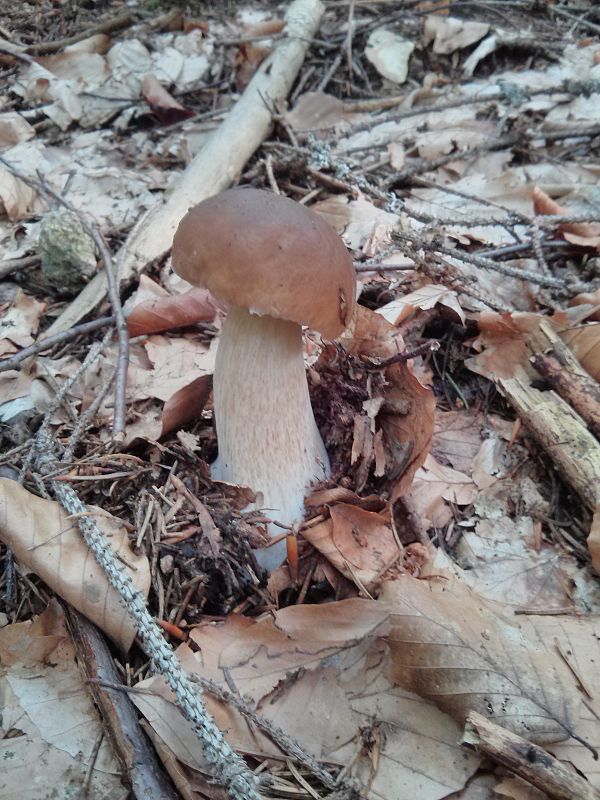 hríb dubový Boletus reticulatus Schaeff.