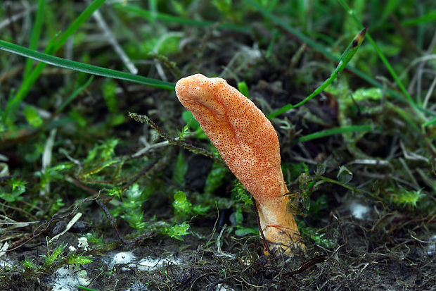 žezlovka hmyzová Cordyceps militaris (Fr.) Link