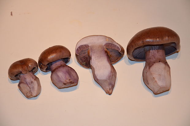 pavučinovec Cortinarius sp.