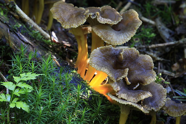 kuriatko lievikovité Craterellus tubaeformis (Fr.) Quél.