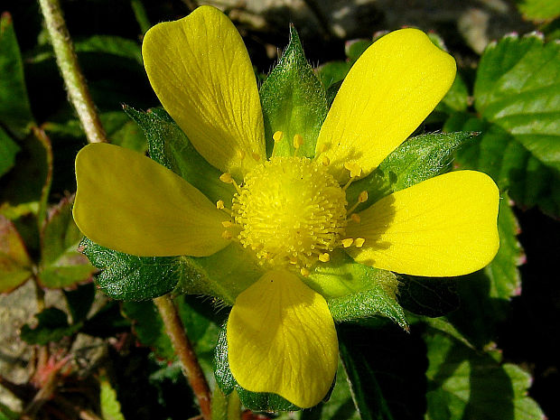 pajahoda indická Duchesnea indica (Andrews) Focke