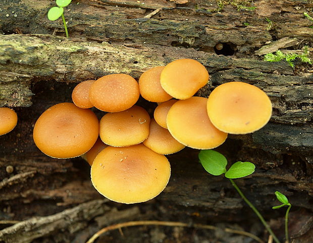 kapucňovka okrovohnedastá Galerina marginata (Batsch) Kühner