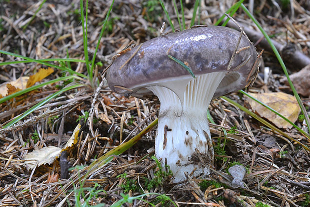 sliziak mazľavý Gomphidius glutinosus (Schaeff.) Fr.