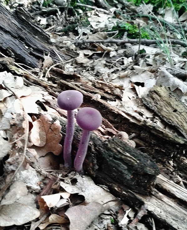 lakovka ametystová Laccaria amethystina (Huds.) Cooke