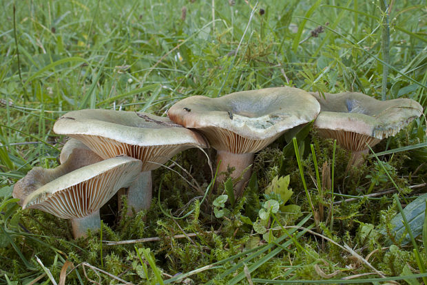 rýdzik  Lactarius semisanguifluus R. Heim & Leclair