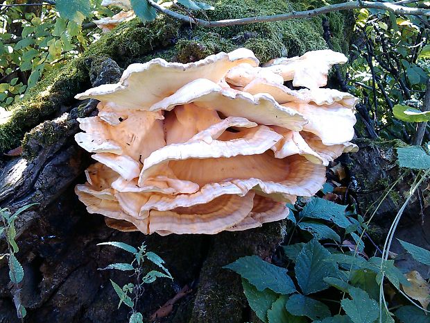 sírovec obyčajný Laetiporus sulphureus (Bull.) Murrill