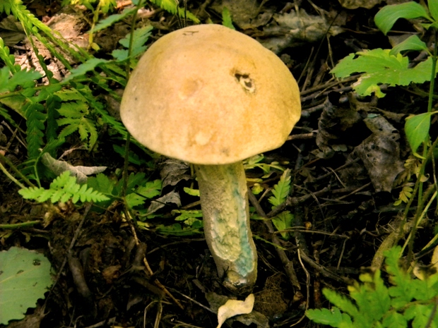 kozák osikový Leccinum albostipitatum den Bakker & Noordel.