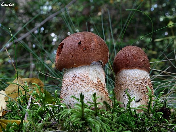 kozák dubový Leccinum aurantiacum (Bull.) Gray