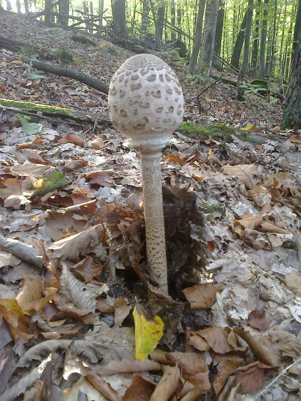 bedľa vysoká Macrolepiota procera (Scop.) Singer