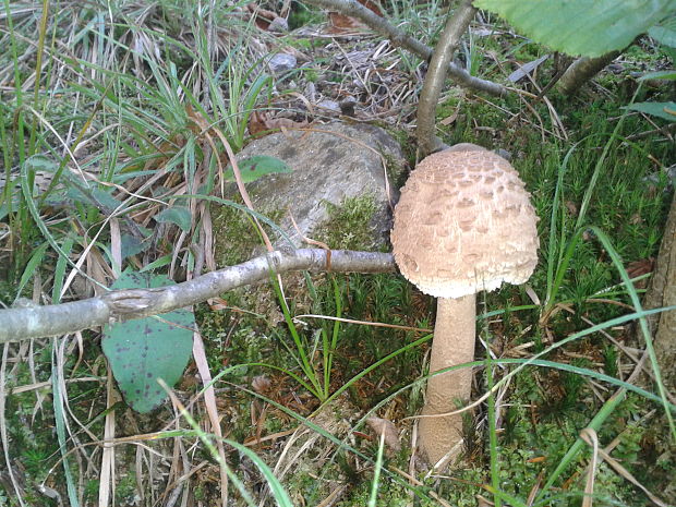 bedľa vysoká Macrolepiota procera (Scop.) Singer