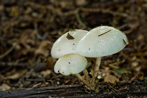 sliznačka obyčajná Mucidula mucida (Schrad.) Pat.