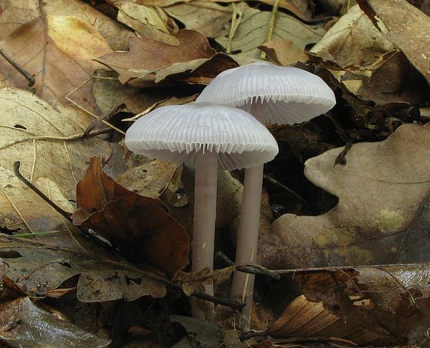 prilbička reďkovková Mycena pura (Pers.) P. Kumm.