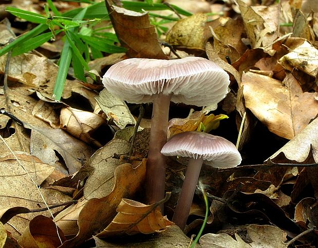 prilbička reďkovková Mycena pura (Pers.) P. Kumm.