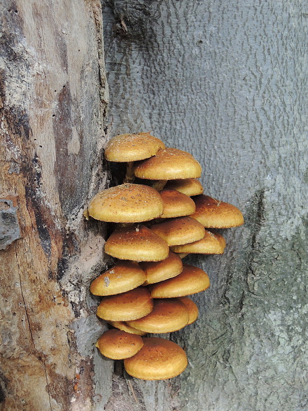 šupinovka slizká Pholiota adiposa (Batsch) P. Kumm.