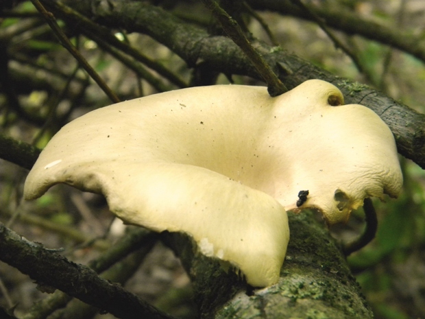 hliva lievikovitá Pleurotus cornucopiae (Paulet) Rolland