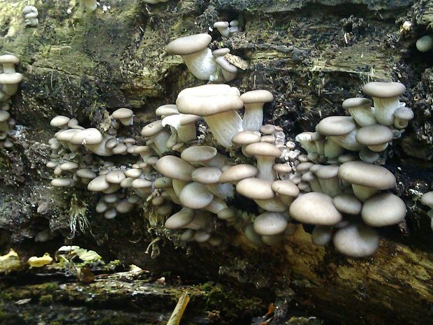 hliva ustricovitá Pleurotus ostreatus (Jacq.) P. Kumm.