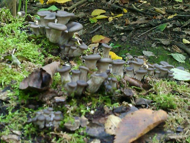 hliva ustricovitá Pleurotus ostreatus (Jacq.) P. Kumm.