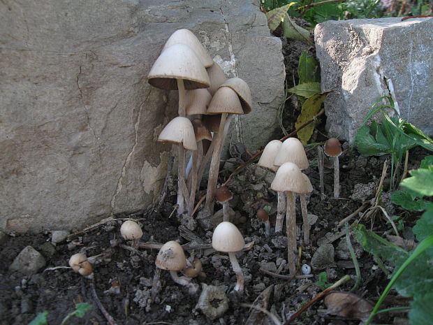 drobuľka  Psathyrella gracilis (Fr.) Quél.