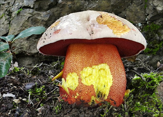 hríb purpurový Rubroboletus rhodoxanthus Kuan Zhao &amp; Zhu L. Yang