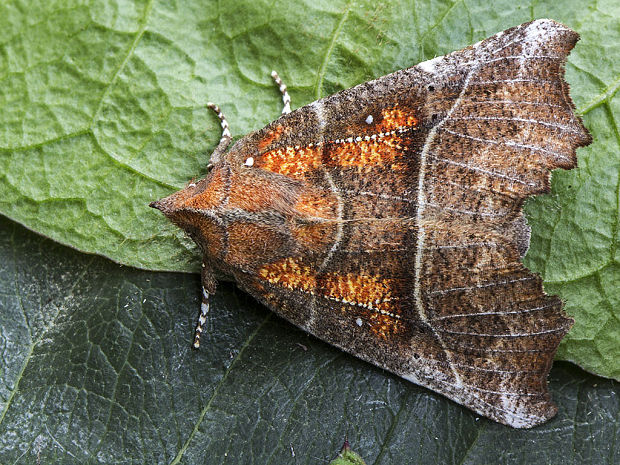 mora pivničná Scoliopteryx libatrix  Linnaeus, 1758