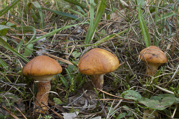 masliak smrekovcový Suillus grevillei (Klotzsch) Singer