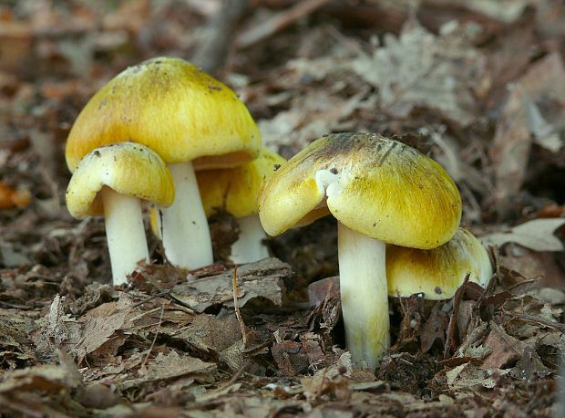 čírovka zelenohnedastá Tricholoma sejunctum (Sowerby) Quél.