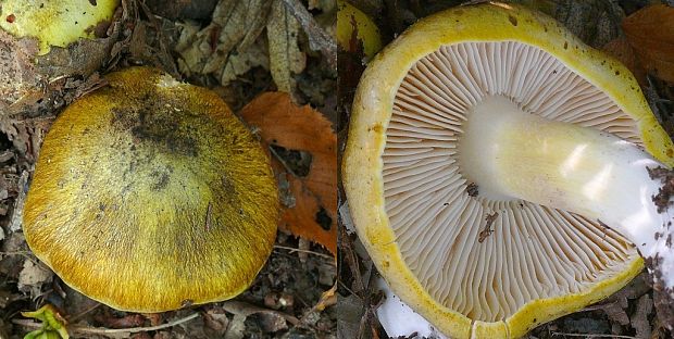 čírovka zelenohnedastá Tricholoma sejunctum (Sowerby) Quél.