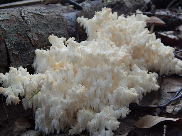 koralovec bukový Hericium coralloides (Scop.) Pers.