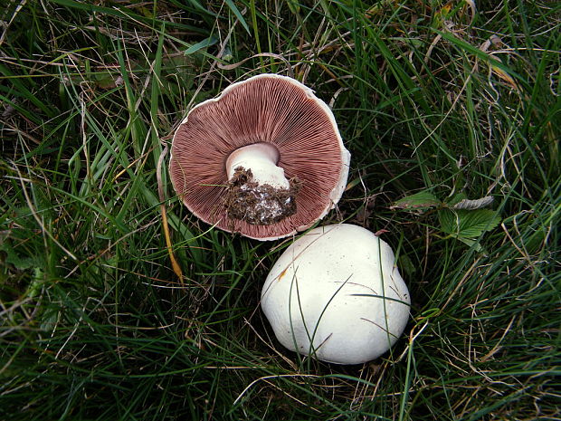 pečiarka poľná Agaricus campestris L.