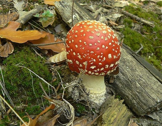 muchotrávka červená Amanita muscaria (L.) Lam.