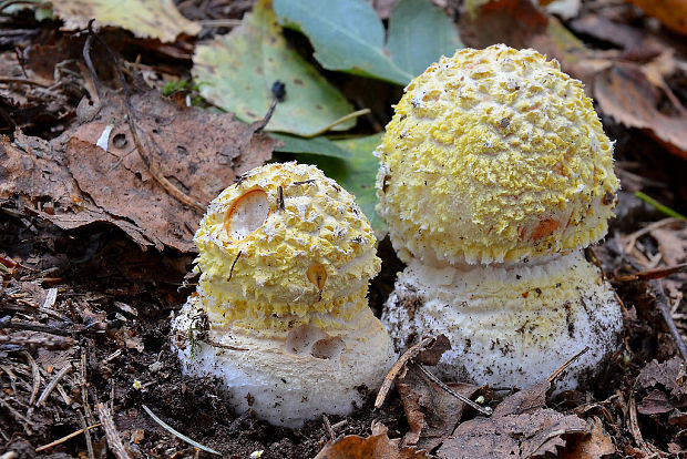 muchotrávka červená Amanita muscaria (L.) Lam.