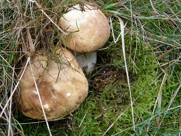 hríb smrekový Boletus edulis Bull.