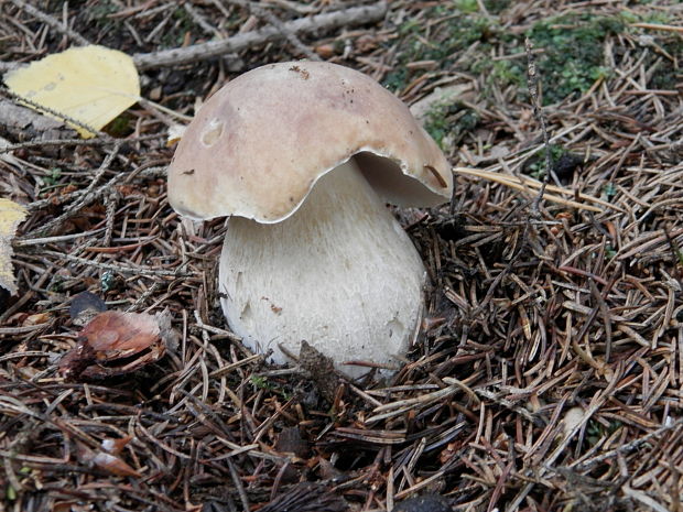 hríb smrekový Boletus edulis Bull.