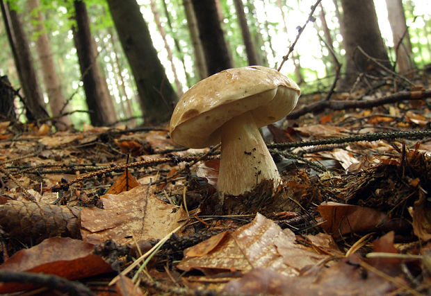 hríb smrekový Boletus edulis Bull.