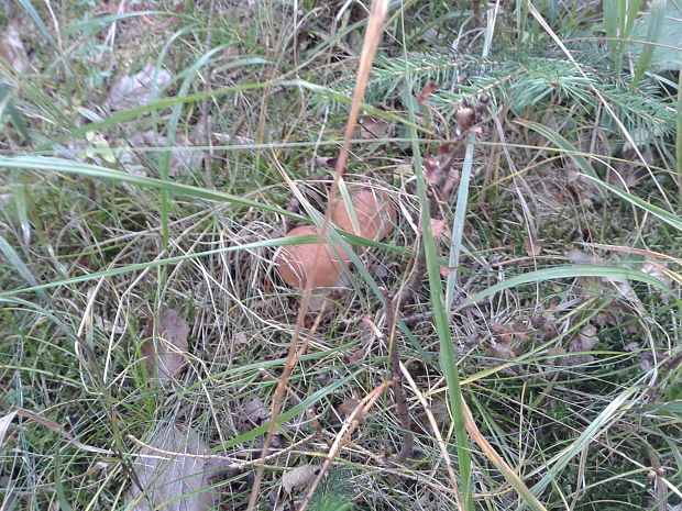 hríb smrekový Boletus edulis Bull.