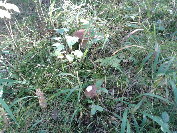 hríb smrekový Boletus edulis Bull.