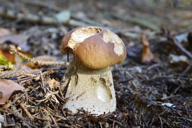 hríb smrekový Boletus edulis Bull.