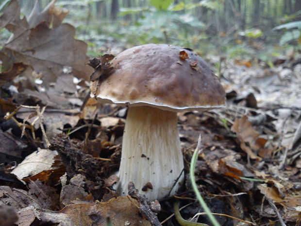 hríb smrekový Boletus edulis Bull.