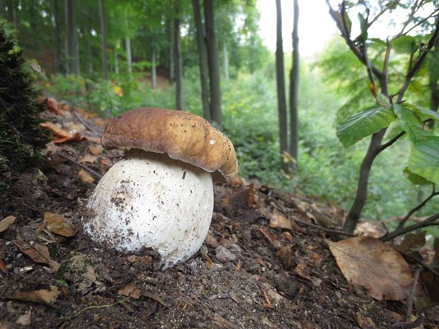 hríb smrekový Boletus edulis Bull.