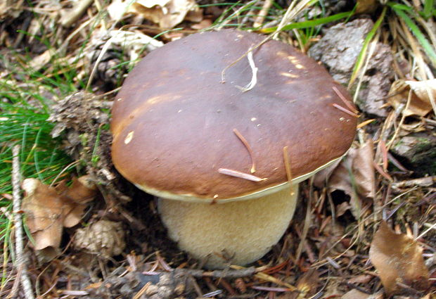 hríb dubový Boletus reticulatus Schaeff.