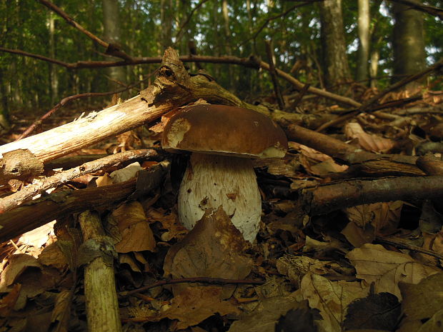 hríb dubový Boletus reticulatus Schaeff.