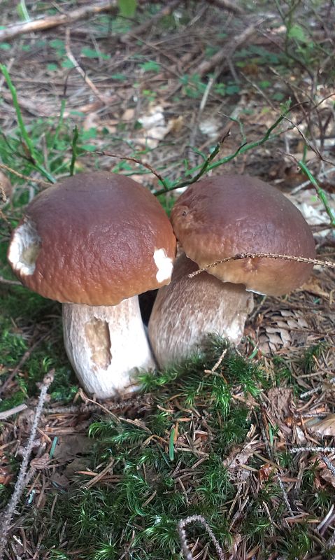 hríb  Boletus sp.