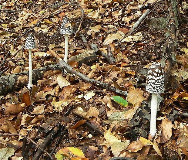 hnojník strakatý Coprinopsis picacea (Bull.) Redhead, Vilgalys & Moncalvo