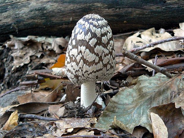 hnojník strakatý Coprinopsis picacea (Bull.) Redhead, Vilgalys & Moncalvo